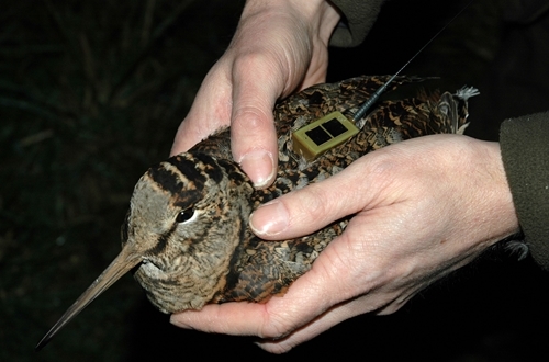 Wetlands with geolocator