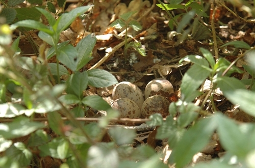 Woodcock nest