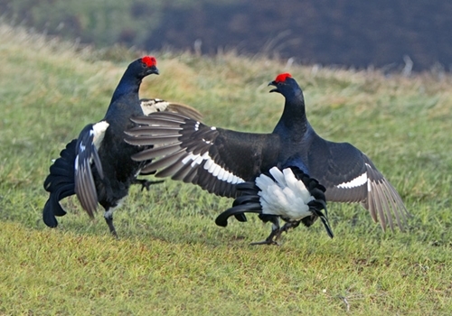 Pair Black Grouse Fighting www.davidmasonimages.com