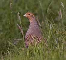 English Partridge Technical Update Evening image