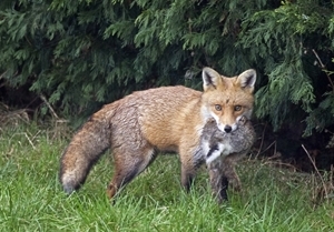 Fox with a rabbit (www.davidmasonimages.com)