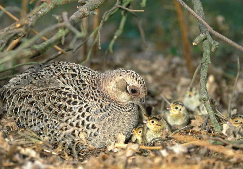 pheasant eggs in garden