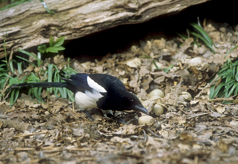 magpie chicken eggs