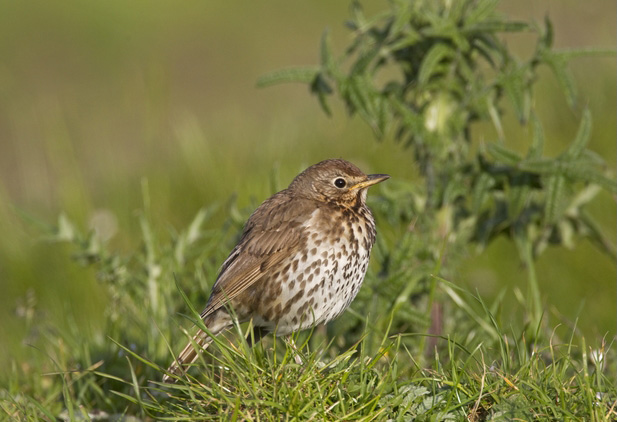 small woodland songbird nyt