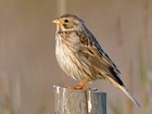 How do we select indicator species for farmland bird conservation?
