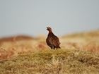GWCT expands landmark research to unlock the secrets behind red grouse declines