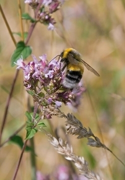 Bumble -Bee -wwwdavidmasonimagescom