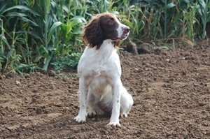 Spaniel