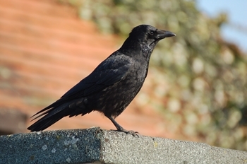 Crow