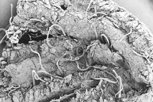 Worms