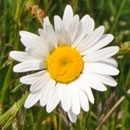 Ox eye daisy
