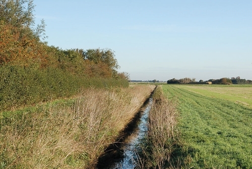 Hedge and ditch