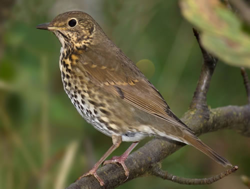 song thrush bird food