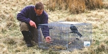 Larsen trap use in England, Scotland and Wales