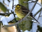 Scotland: Improve your bird ID with our free workshops!