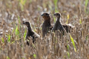 Grey partridges