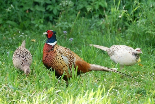 Cock and two hens