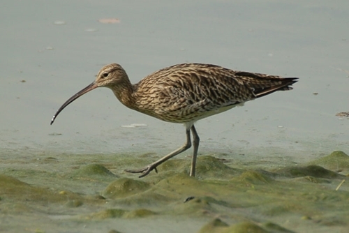 Curlew