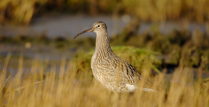 What is Action for Curlew?