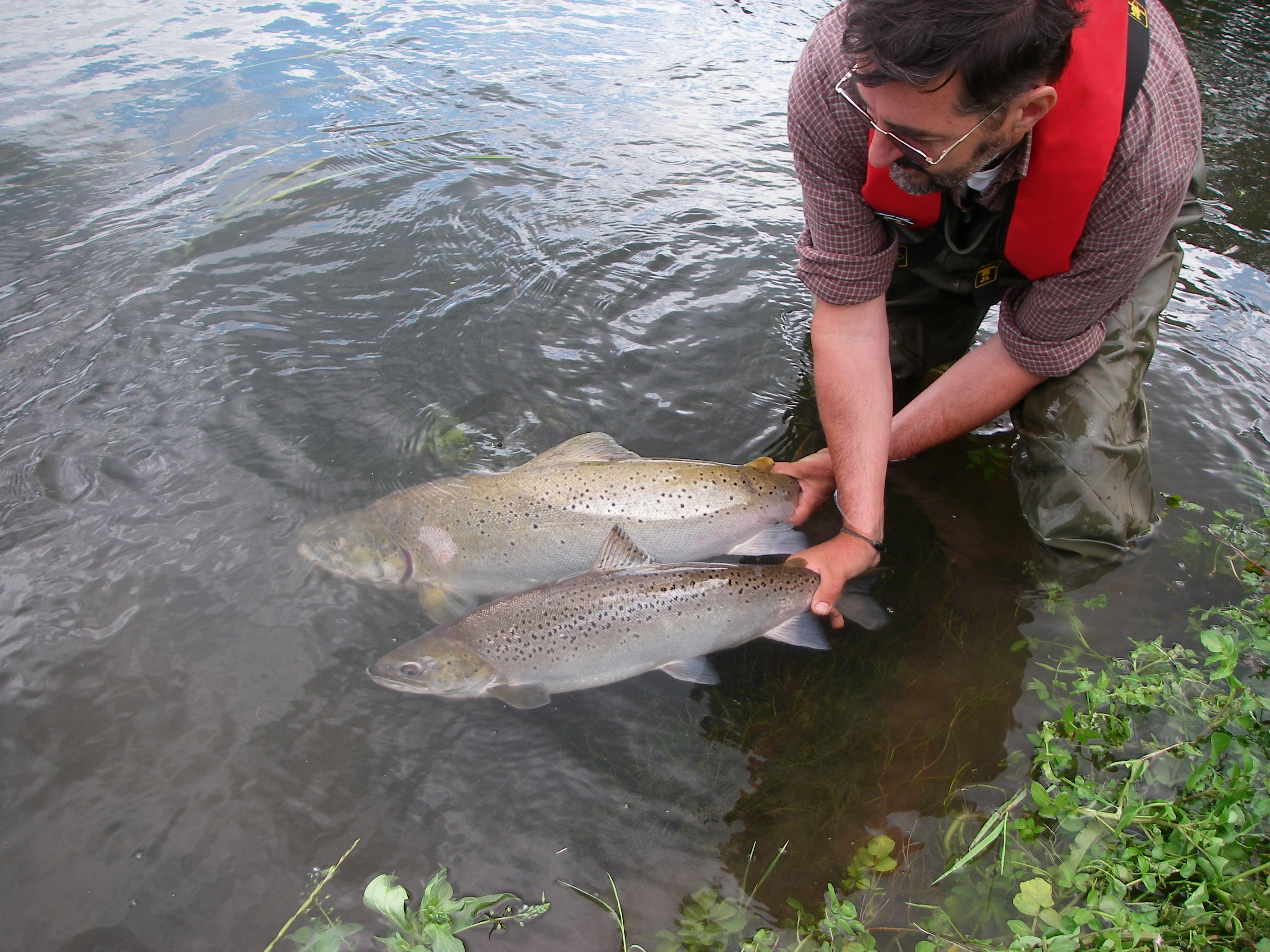 EU project to provide vital research on salmon and sea trout