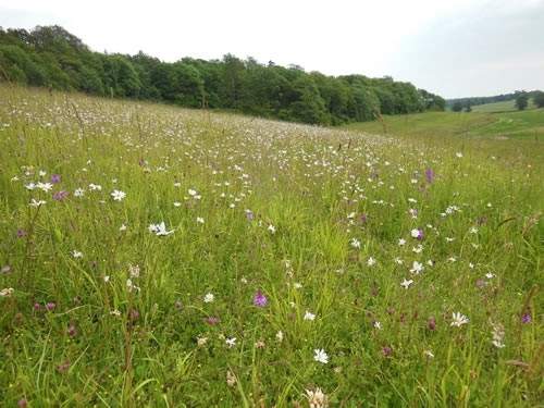 Mountains Grassland