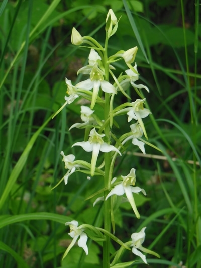 Greater Butterfly Orchid