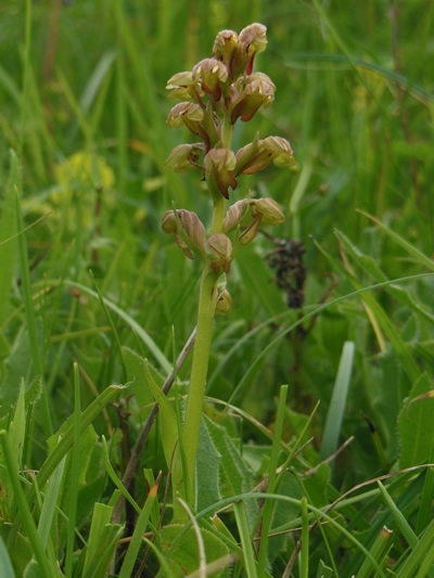 Frog Orchid