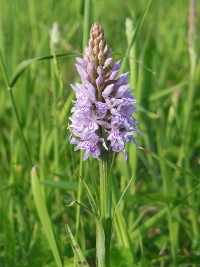 Common Spotted Orchid