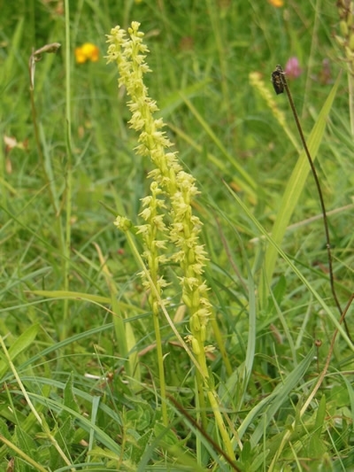 Musk Orchid