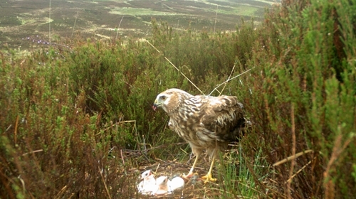 Miranda nest cam Langholm