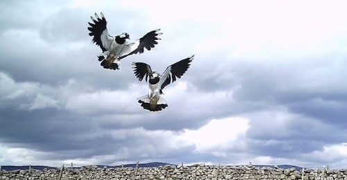 Lapwing Defending Territory1 Lapwing Defending Territory1