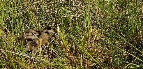 Curlew Chick Curlew Chick