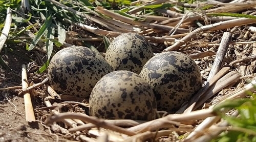 Lapwing Nest Lapwing Nest