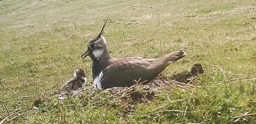 Camera Trap Image Of Lapwing On Nest With Chicks Camera Trap Image Of Lapwing On Nest With Chicks