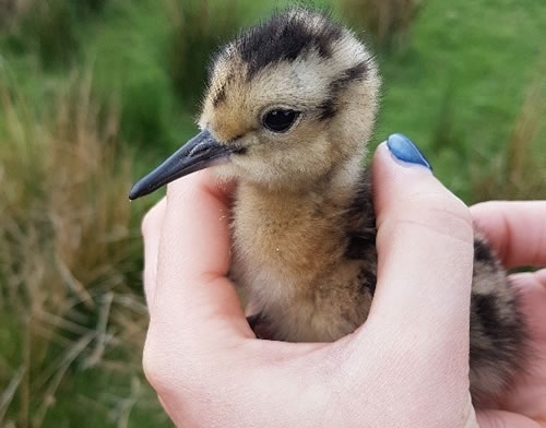 Checking Curlew Chick For Ticks Checking Curlew Chick For Ticks