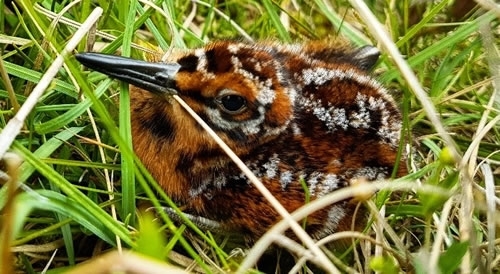 Rare Sighting Of A Snipe Chick Rare Sighting Of A Snipe Chick