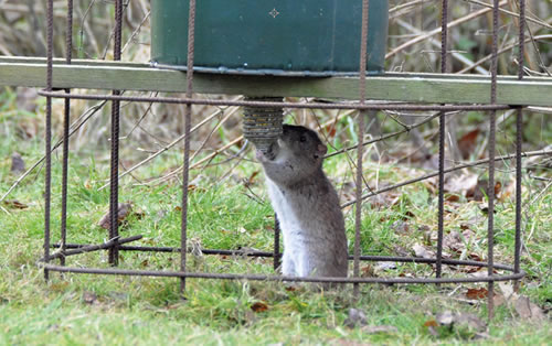 pheasant feeders