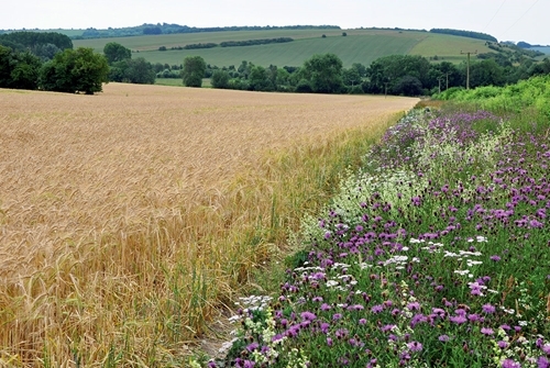 Wild Flower Margin Allerton